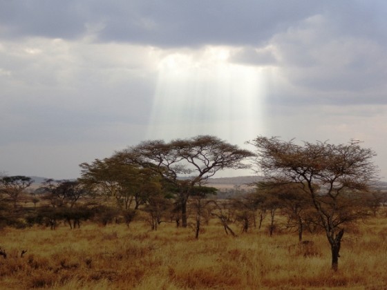 Serengeti National Park. By Udare Safari