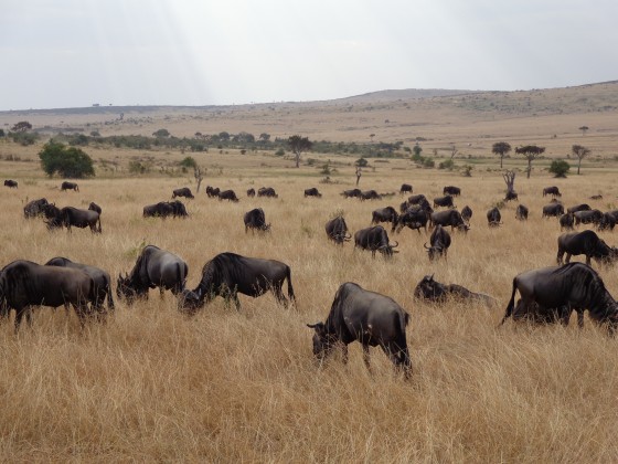 Masai Mara National Reserve. By Udare Safari