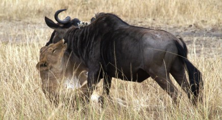 Masai itinerary. By Udare Safari