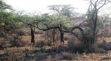 Samburu National Reserve. Wikipedia