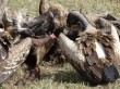 Buitres en Serengeti. Por Udare